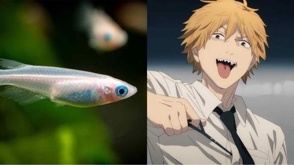 chainsaw man author ate his dead pet fish